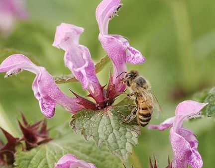 دانلود مستند 2021 A Bee’s Diary (Tagebuch einer Biene)