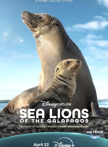 دانلود فیلم Sea Lions of the Galapagos