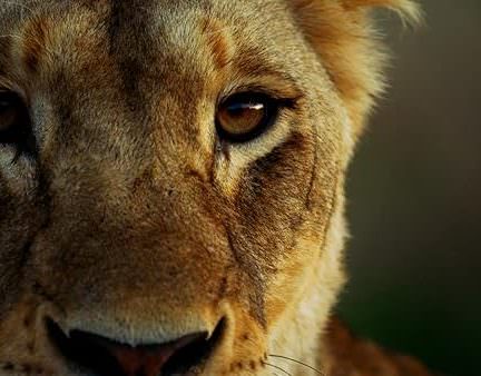 دانلود مستند 2021 Malika the Lion Queen