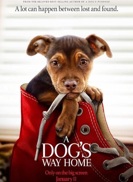 دانلود فیلم 2019 A Dog’s Way Home