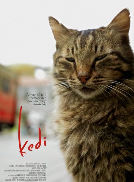 دانلود فیلم Kedi