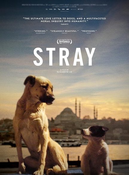 دانلود فیلم Stray